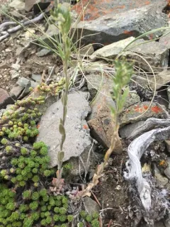 Golden Draba thumbnail 1