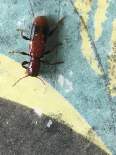 Chestnut-colored Clerid thumbnail 3