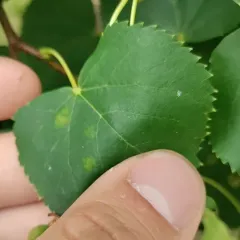 Lime Felt Gall Mite thumbnail 4