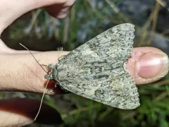 Catocala faustina thumbnail 2
