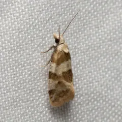 Silver-bordered Aethes thumbnail 4