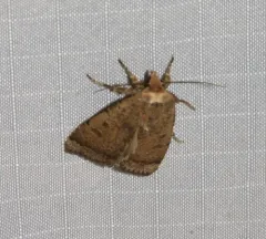 Coastal Heathland Cutworm Moth thumbnail 3