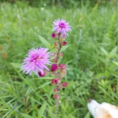 Rocky Mountain blazing star thumbnail 4