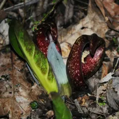 Eastern Skunk Cabbage thumbnail 2