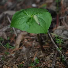red trillium thumbnail 3