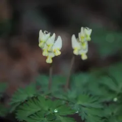 Dutchman's breeches thumbnail 2