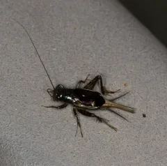 Carolina Ground Cricket thumbnail 2
