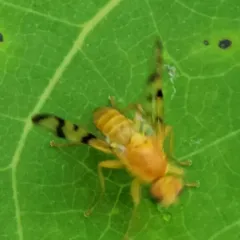 Rose Hip Fly thumbnail 3