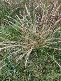 Matgrass thumbnail 4