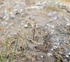 Gaspé Peninsula Arrowgrass thumbnail 3