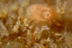 Creeping Bryozoan thumbnail 2