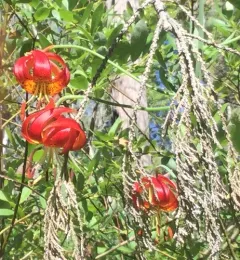 Leopard Lily thumbnail 2