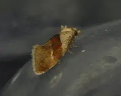 Phalonidia straminoides thumbnail 1