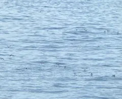 Wilson's Storm-Petrel thumbnail 2