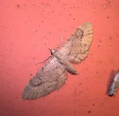 Eupithecia unicolor thumbnail 4