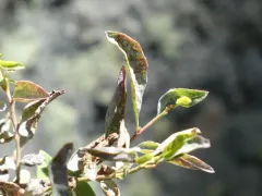 Erysiphe vaccinii thumbnail 3