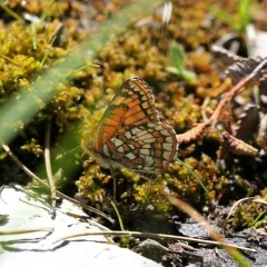 Rockslide Checkerspot thumbnail 1