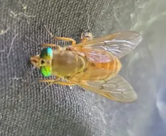 Golden Deer Fly thumbnail 3