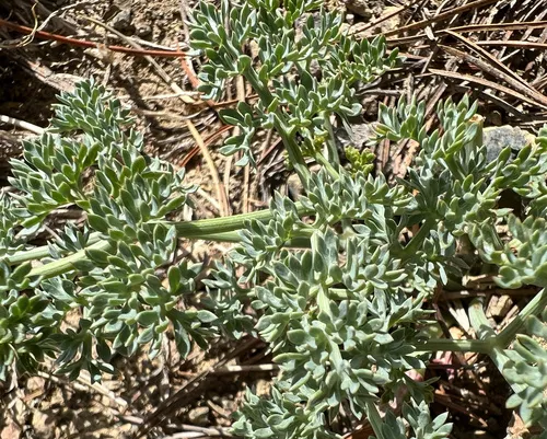 Wenatchee Desertparsley