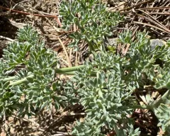 Wenatchee Desertparsley thumbnail 1