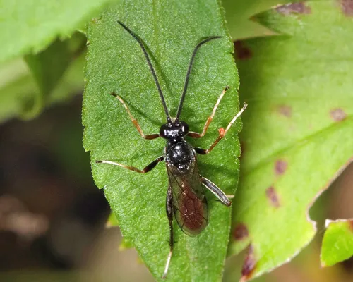 Idiolispa aestivalis