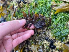 Mastocarpus alaskensis thumbnail 3