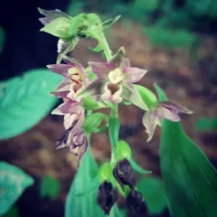 Broad-leaved helleborine thumbnail 3