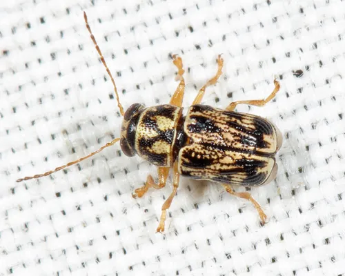 Pachybrachis obsoletus
