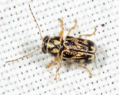 Pachybrachis obsoletus thumbnail 1