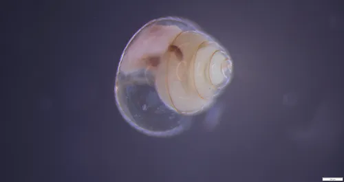 Retrovert pteropod