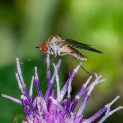 Bald Bee Fly thumbnail 2