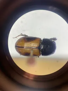 Phaeaphodius rectus thumbnail 1