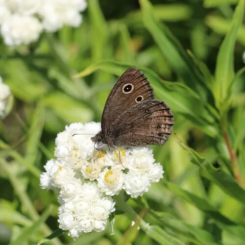 Small Wood-Nymph