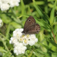 Small Wood-Nymph thumbnail 1