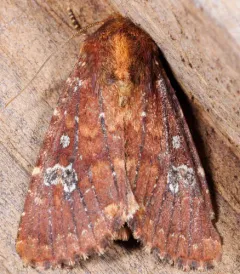 German Cousin Moth thumbnail 3