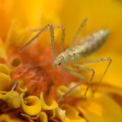 Leafhopper Assassin Bug thumbnail 2