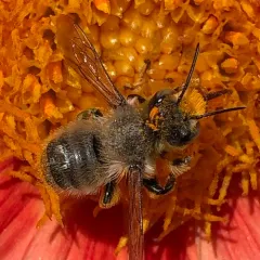 Western Leafcutter Bee thumbnail 4