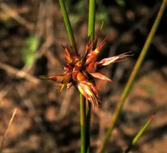 Livia bifasciata thumbnail 2
