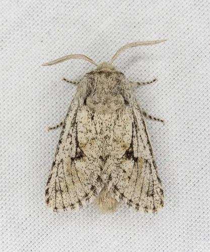 Lupine Borer Moth