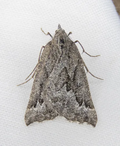 Plataea diva