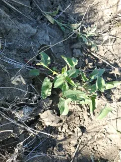 Macoun's Bindweed thumbnail 2
