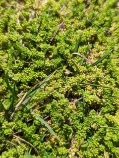 Smooth Rupturewort thumbnail 1