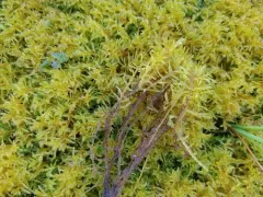 Varnished Hook-moss thumbnail 3
