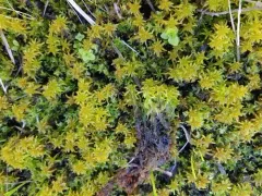 Sphagnum miyabeanum thumbnail 2