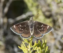 Mojave Sootywing thumbnail 2