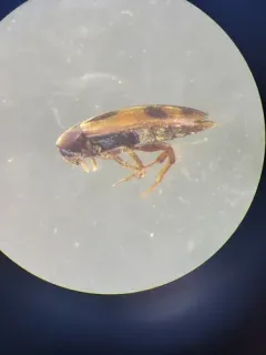 Orchesia ornata thumbnail 2