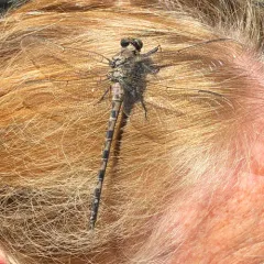 Gray Petaltail thumbnail 2