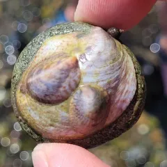 Common Atlantic Slippersnail thumbnail 4