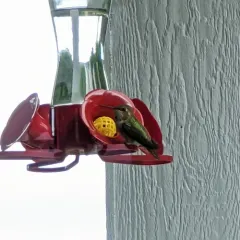 Calliope Hummingbird thumbnail 3