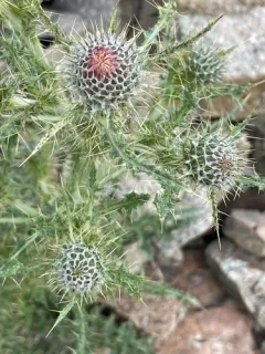 Gray Thistle thumbnail 1